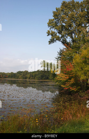 Beautiful Autumn rural landscape with pond water surface covered with fallen leaves nobody blue sky top view vertical in Michigan USA US hi-res Stock Photo