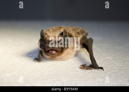 Zweifarbfledermaus Parti coloured bat Vespertilio murinus in vet practice wild animal rescued from cat Stock Photo