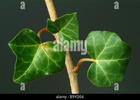 Leaves of medicinal plant Efeu Common Ivy Hedera helix Edera Stock Photo