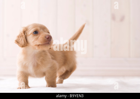 Miniature dachshund walking