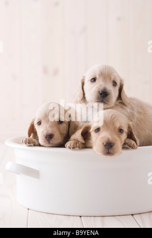 Three miniature dachshund in a container