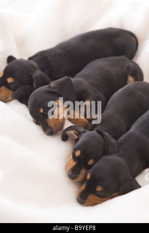 Four miniature dachshund sleeping on a blanket Stock Photo