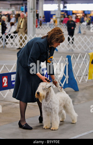 Westminster dog show sales wheaten terrier