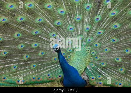 Peacock in its full glory Stock Photo