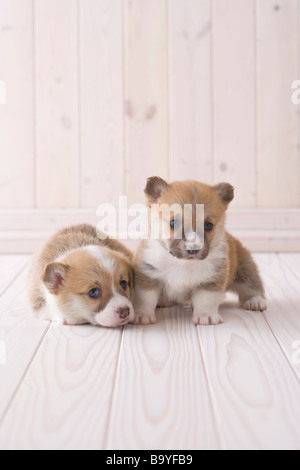 Classy corgis best sale