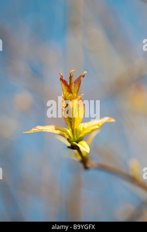 Syringa wolfii. Wolf's Lilac / Manchurian Lilac leaves emerging in spring lit up by sunlight. UK Stock Photo