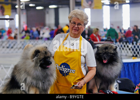 Woman at Dog Show Grooming Pair of Keeshonds in Louisville Kentucky Stock Photo