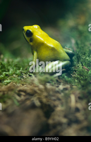 Golden Poison Frog (Phyllobates terribilis) Stock Photo