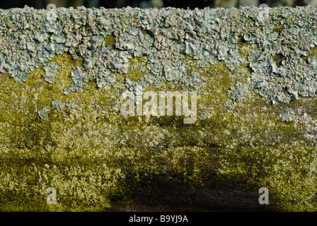 foliose lichen growing on a wooden fence rail Stock Photo