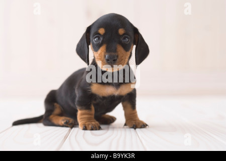 Miniature dachshund sitting Stock Photo