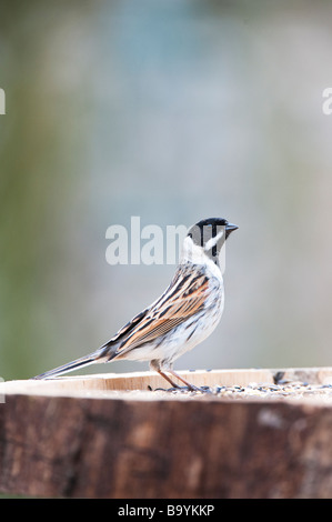 Emberiza schoeniclus. Reed bunting on bird table in an English garden Stock Photo