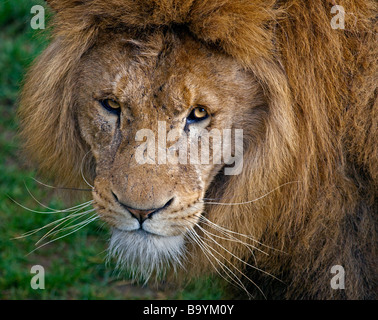 Male Lion Stock Photo