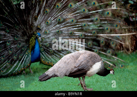 Indian Blue Male Peacock (Pavo cristatus) courting Female Peahen, with Tail Feathers in Courtship Display during Mating Ritual Stock Photo