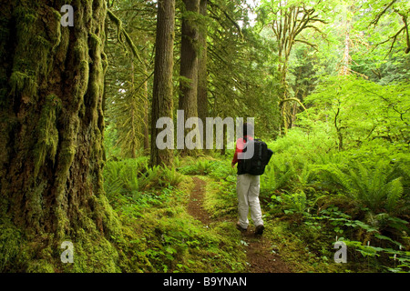 Hiker on trail through old growth forest - Rockport State Park, Washington Stock Photo