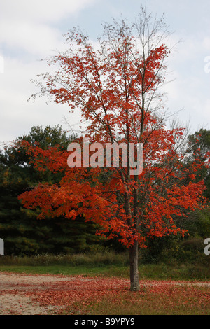 Autumn beautiful landscape with red leaves on the tree and blue sky with clouds in Michigan USA US photography Fall season nobody vertical hi-res Stock Photo