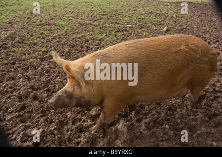 Tamworth pig in field England UK Europe Stock Photo