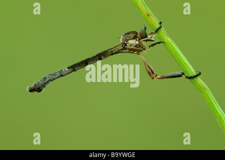 Robber Fly (Asilidae), adult clinging to a stem Stock Photo