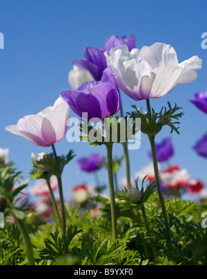 white and purple Poppy Anemone in the field Stock Photo