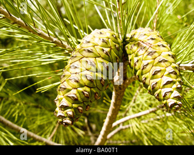 maritime pine. Green pine cones pinus pinaster Stock Photo