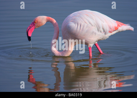 Greater Flamingo, Phoenicopterus ruber. Feeding on pond Stock Photo