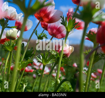 white and red Poppy Anemone in the field from below Stock Photo