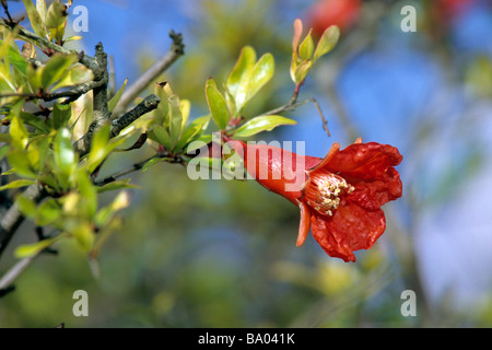 Dwarf Pomegranate (Punica granatum), variety: Nana, flowering twig Stock Photo