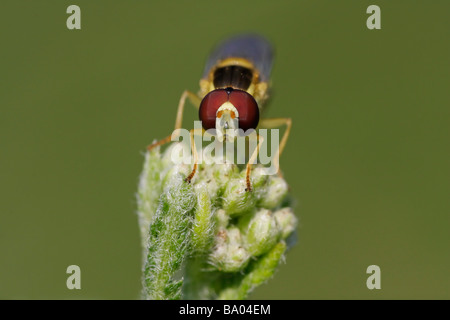 Long hoverfly (Sphaerophoria scripta) frontal macro portrait perching on a plant, Hungary. Stock Photo