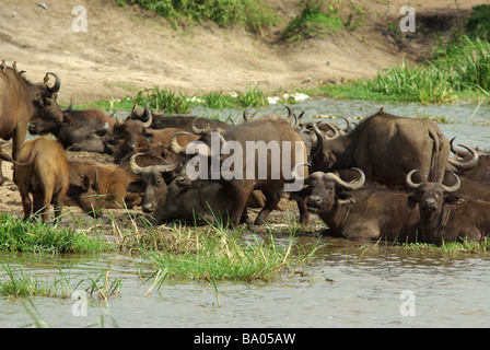 .Cape Buffalos - Syncerus caffer Stock Photo