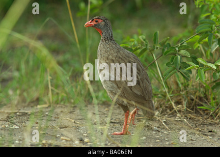 Red necked spurfowl - Francolinus afer Stock Photo