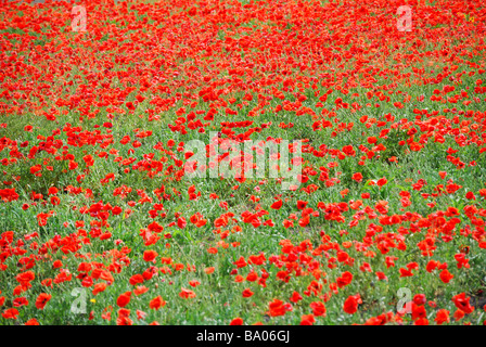 Wild poppies growing in field, Mozaga, Lanzarote, Canary Islands, Spain Stock Photo
