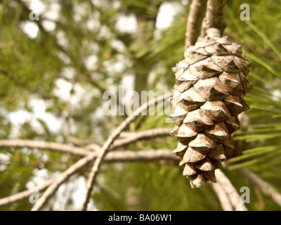 maritime pine. Pine cone pinus pinaster Stock Photo