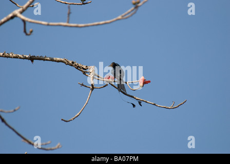 Greater Racket-tailed Drongo Dicrurus paradiseus  sitting on a branch Sanjay Gandhi National park Mumbai India Stock Photo