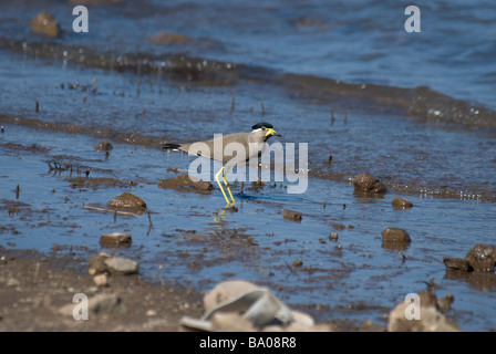 Yellow-wattled Lapwing Vanellus malabaricus on water edge Gujarat India Stock Photo