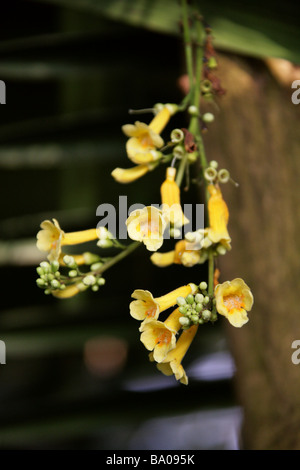 Ophiocolea floribunda, Bignoniaceae, Madagascar Stock Photo