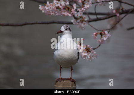 Seagull enjoying cherry blossom Stock Photo