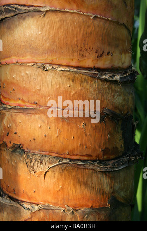 Trunk of Traveller's Tree or Traveller's Palm, Ravenala madagascariensis, Strelitziaceae, Madagascar Stock Photo