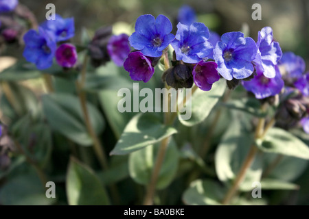 Pulmonaria 'Blue Ensign' Stock Photo