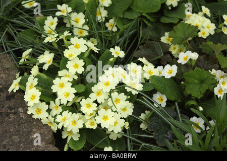 Close up of a clump of yellow primroses in an English spring garden planted on the edge of a path, UK Stock Photo