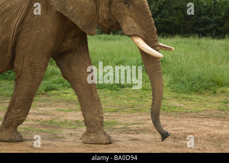 Riddle's Elephant and Wildlife Sanctuary in Greenbrier, Arkansas. Stock Photo