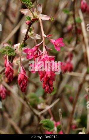 Flowering Currant Red Blooms in close up or macro showing flower detail and structure. Stock Photo