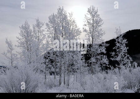 Backlit trees covered in frost on a cold morning at Oxbow Bend on the Snake River against dark Signal Mountain in Wyoming USA Stock Photo