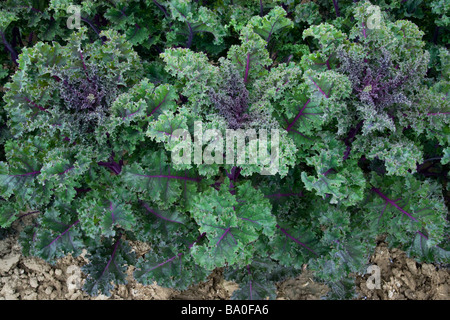 Red Kale plants 'Brassica oleracea'  organic leafy vegetable. Stock Photo
