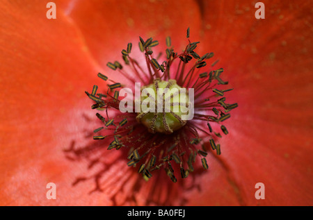 Macro shot of a Poppy in Kent, UK Stock Photo