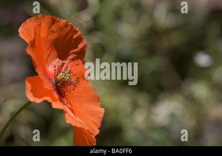 Side view of a Poppy in Kent, UK Stock Photo