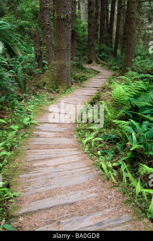 Path through the giant redwood trees in Fern Canyon Redwood National Park California USA