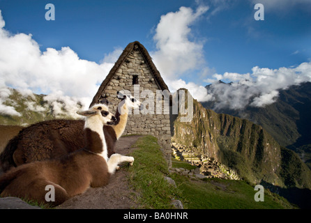 PERU MACHU PICCHU Two Llamas lying in front of the Caretaker's Hut at Machu Picchu Stock Photo