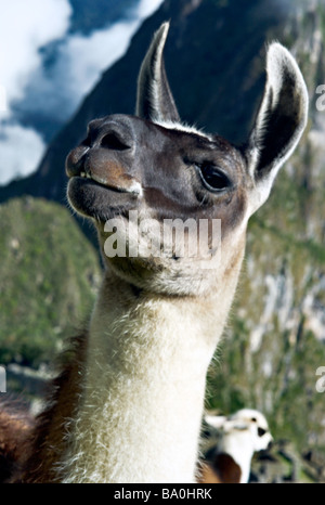 PERU MACHU PICCHU Close up of mother and baby llamas at Machu Picchu with Huaynu Picchu in the background Stock Photo