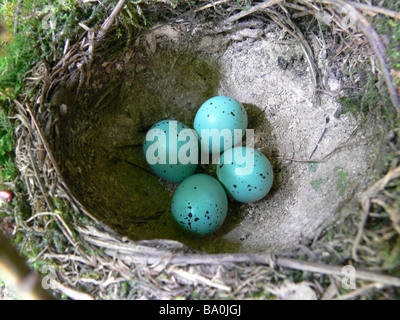 Song thrush Turdus philomelos eggs Stock Photo