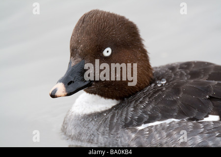 Ferruginous Duck (Aythya Nyroca) swimming Stock Photo