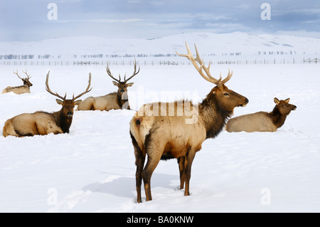 Close up of four bull Elk and a cow wintering at the National Elk Refuge in Jackson Hole Wyoming Stock Photo